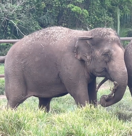 Female Asian elephant Maia stands facing right with the back half of elephant Bambi just behind her