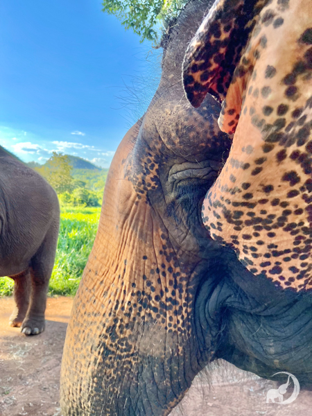Left profile of female Asian elephant Maia that shows her pink spotted ear and nose