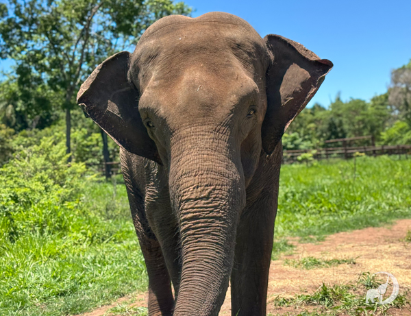 Female Asian elephant Mara stands looking straight at the camera with her ears halfway out. She stands in front of a green pasture with some small trees in the background.