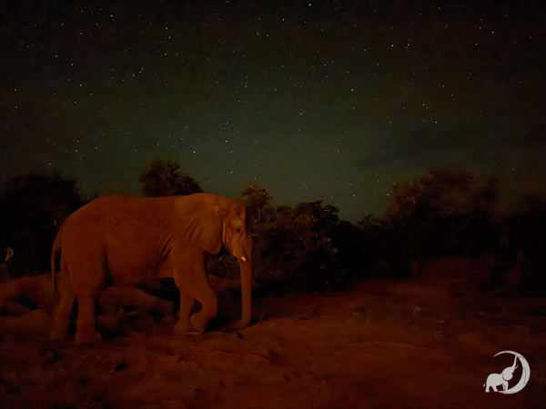 Female African elephant Kenya stands facing right. Ths sky is dark, which makes Kenya's skin look a little red. The stars in the sky are bright.