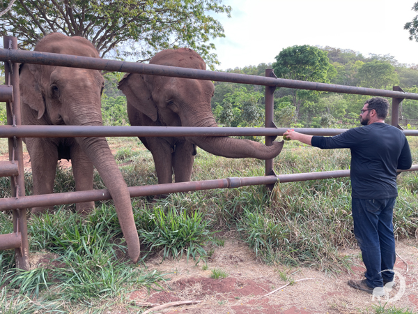 Female Asian elephants Rana and Mara stand up against a three-rail steel fence. On the other side, their caregiver Mateus hands Mara a piece of watermelon