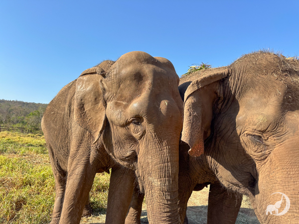 Female Asian elephant Bambi leans into female Asian elephant Maia. There is a cloudless blue sky and green grass behind them.