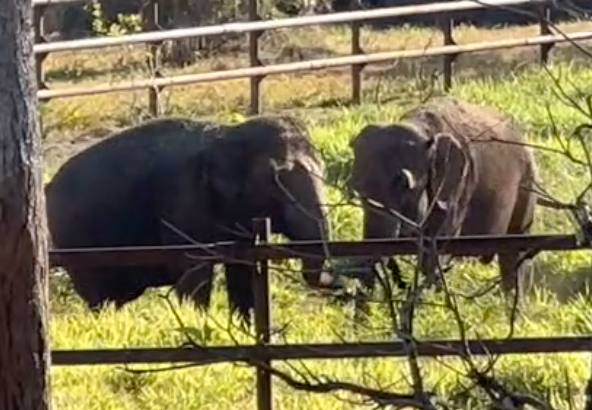 Female Asian elephants Maia and Bambi stand facing each other. There is a fence in front of and behind them.