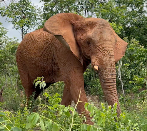 Female African elephant Kenya looks toward the right. Her ears are flapping