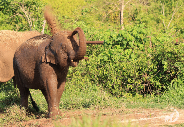 Female Asian elephant Guille splashes herself with mud. Her trunk is curled up to her forehead and water is spraying out