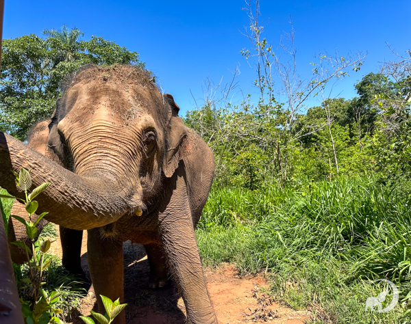 Female Asian elephant Guillermina stands facing the camera with her trunk lifted and curled up to her right side. On her left is a bright green stretch of bushes