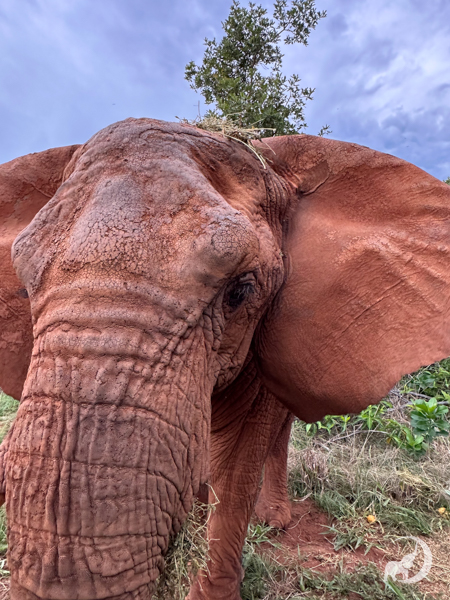 Female African elephant Kenya has her ears out and there is a small amount of hay on the top of her head