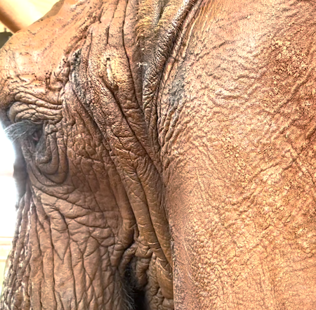 Left side of female African elephant Kenya's face when taken from just behind her left shoulder