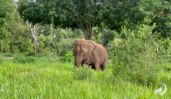 Female Asian elephant Mara stands looking slightle to the left while standing in a pasture with tall green grass. There are large green trees behind her.