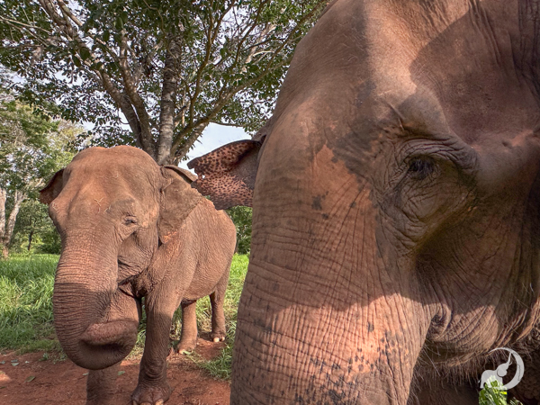 Female Asian elephant Rana stands close to the camera with the left side of her face more prominent. To her left is female Asian elephant Mara, who is standing in front of a green tree.