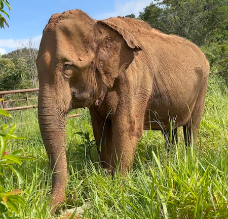 Female Asian elephant Rana faces left while standing in green grass growing up to her elbows
