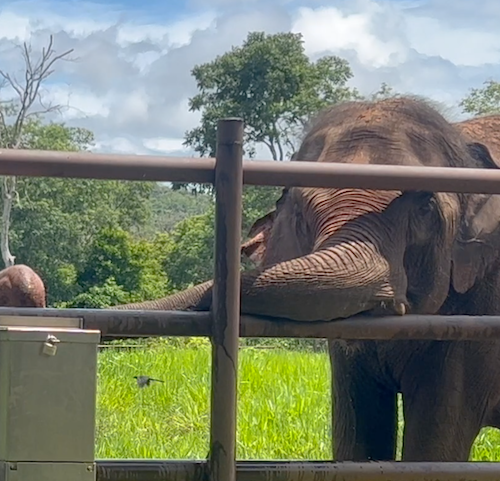 Female Asian elephant Guillermina rests her trunk on the middle rung of the habitat fence