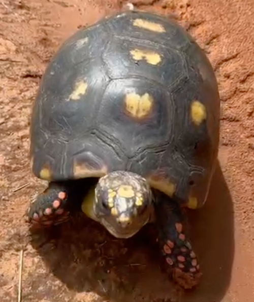 Large tortoise Michelangelo walks toward the camera. He's standing on red dirt.