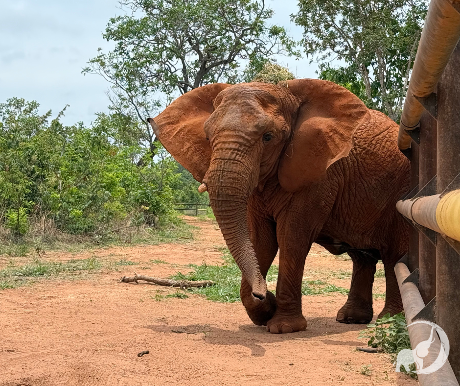 Female African elephant Kenya stands facing left with her bottom leaning up against the fence. Her ears are out and she's standing on a red dirt surface. There are green trees in the background