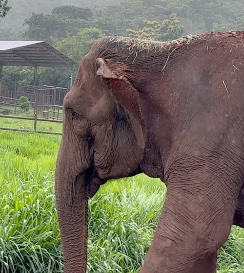 Left profile of Female Asian elephant Bambi. She stands in a green field with the sanctuary treatment barn in the background
