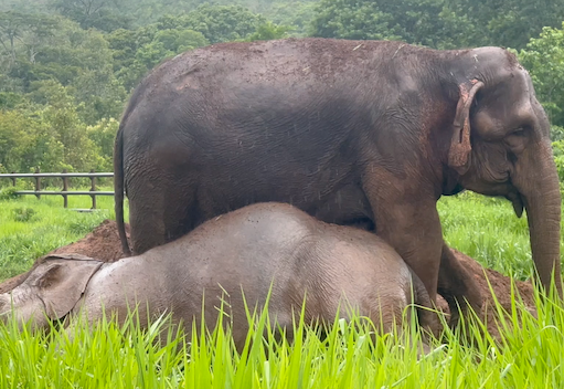 Female Asian elephant Maia lies on her right side on top of a dirt pile. Female Asian elephant Bambi stands over her.