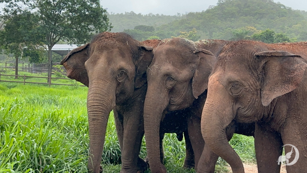 Female Asian elephants Guille, Bambi, and Maia stand shoulder to shoulder. They are standing on a large patch of green grass with trees in the background