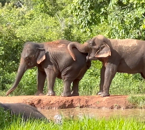Female Asian elephants Guillermina and Bambi stand facing left. Bambi's trunk is resting on Guille's back