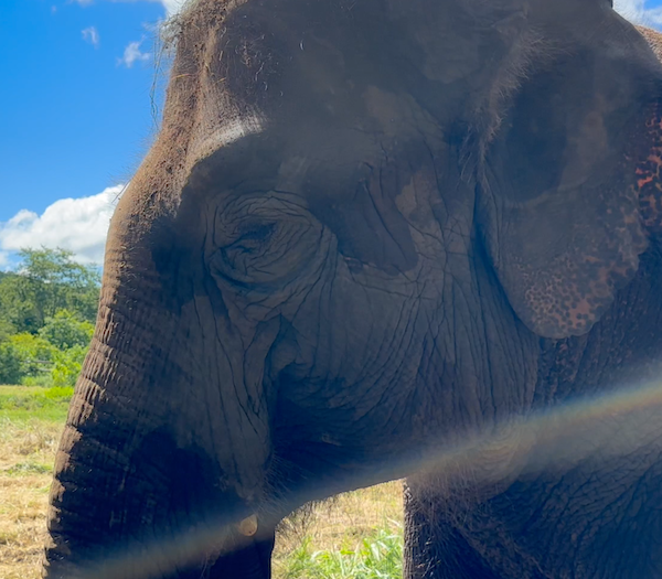 Female Asian elephant Guillermina's left side profile. Light is streaming over her shoulder.