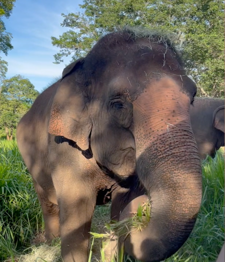Female Asian elephant Maia stands looking to the right of the camera. She is holding a bunch of grass in her trunk