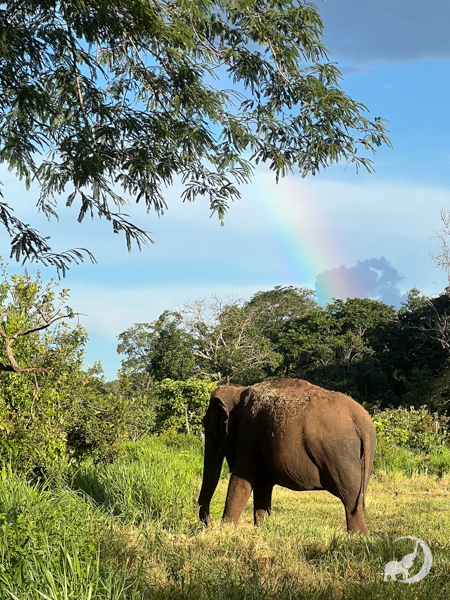 Female Asian elephant Maia stands facing away from the camera. Over her right shoulder is a rainbow.