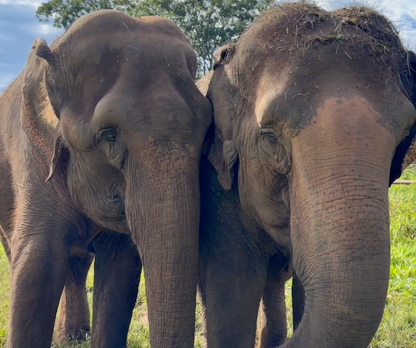 Female Asian elephants Bambi and Maia stand side by side