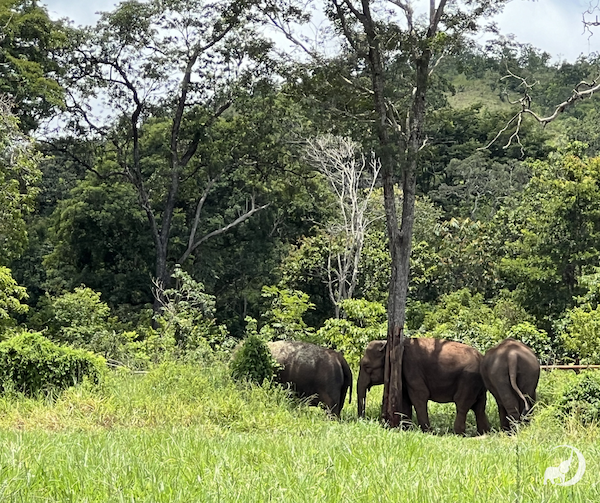 Female Asian elephants Maia, Bambi, and Guille stand under the shade of a tree