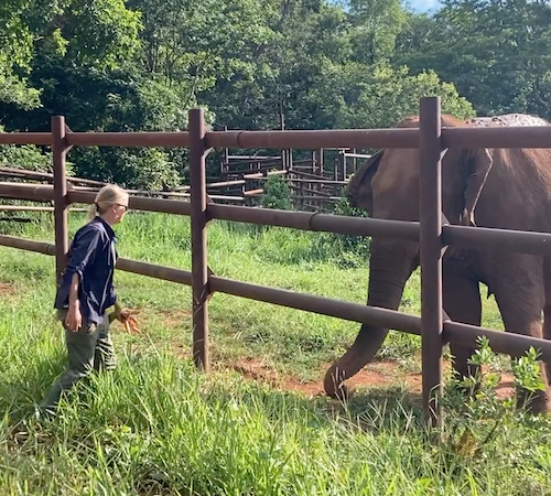 Female caregiver approaches female Asian elephant Rana, who is standing behind a fence