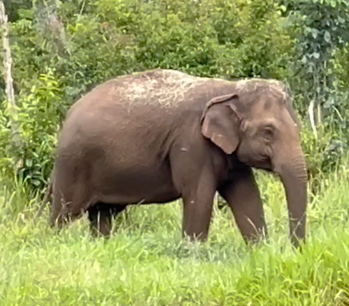 Female Asian elephant Guillermina walks right. She's standing in green grass