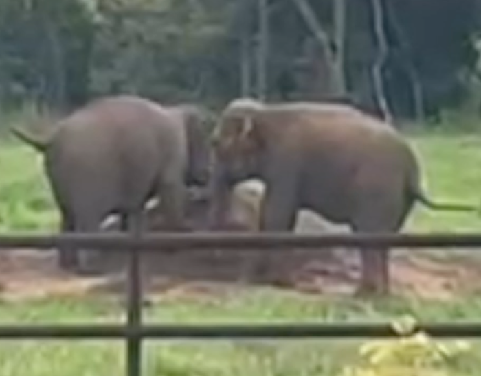 Female Asian elephant Maia and Bambi stand on a dirt pile behind a steel fence. Their tails are sticking straight out