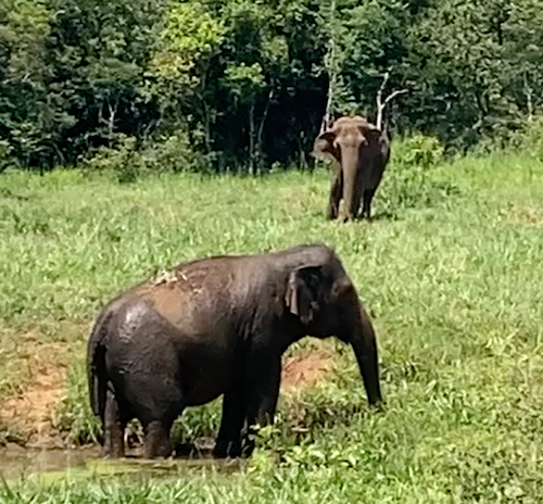 Female Asian elephant Maia is walking onto green grass from the pond. Female Asian elephant Bambi stands on the hill behind her.