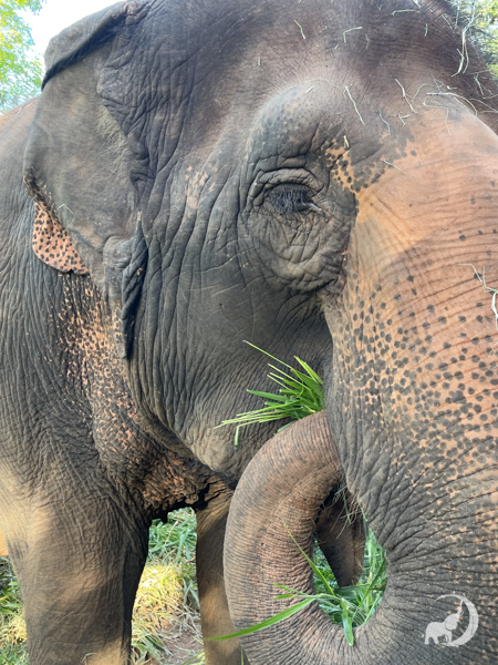 Right profile of female Asian elephant Maia. Her trunk is curled up and she's holding some grass