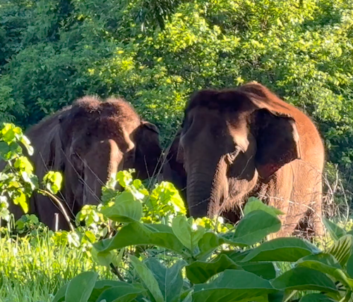 Female Asian elephant Maia stands to the left of female Asian elephant Guillermina. They are behind tall grass and bushes.
