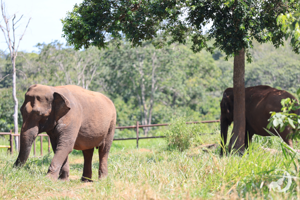 Female Asian elephant Mara stands in the sun facing left. In the background, female Asian elephant Rana stands under a shade tree.