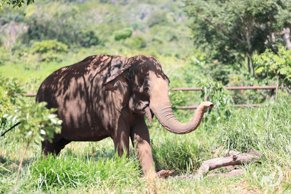 FEmale Asian elephant Rana stands with her body mostly shaded by the trees. Her trunk is not shaded
