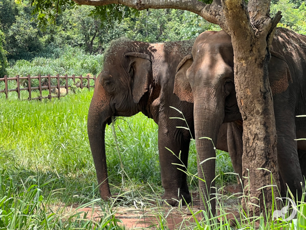 Female Asian elephant Maia stands facing left. She's holding a palm frond in her mouth. To her left, female Asian elephant Bambi stands behind a tree
