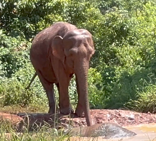 Female Asian elephant Bambi stands on a muddy shore with her trunk in the pond. Elephant Maia lies on her side and is barely visible above the water.