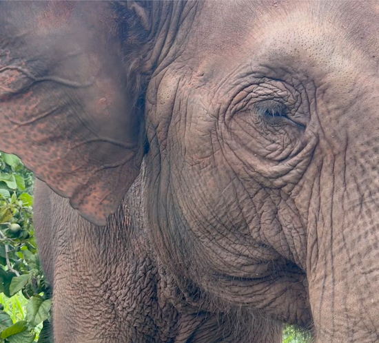 Right profile of female Asian elephant Guillermina