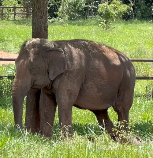 Female Asian elephant Maia stands facing left. She is standing in the shade
