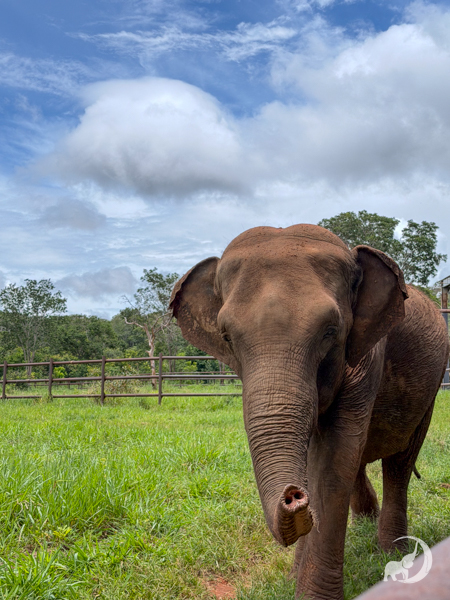 Female Asian elephant Mara walks toward the camera. Her trunk is curled up at the bottom