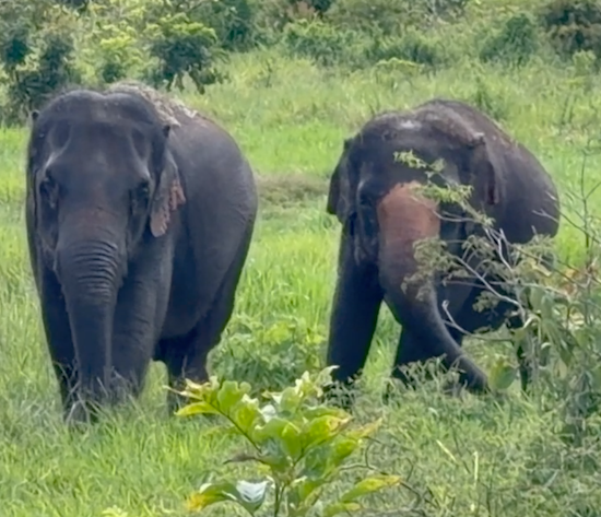 Female Asian elephants Guille and Maia stand side by side in the grass