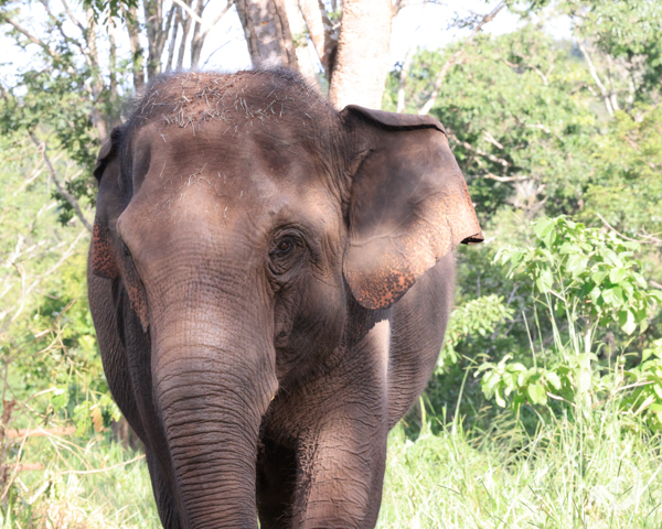 female Asian elephant Guillermina turns her head slightly right. Her left ear is out