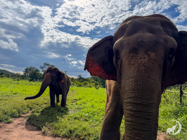 Female Asian elephant Bambi stands facing forward and close to the camera. Female Asian elephant Maia stands a few yards behind. Both are standing under a very blue sky with lots of white clouds and are standing on a patch of green grass