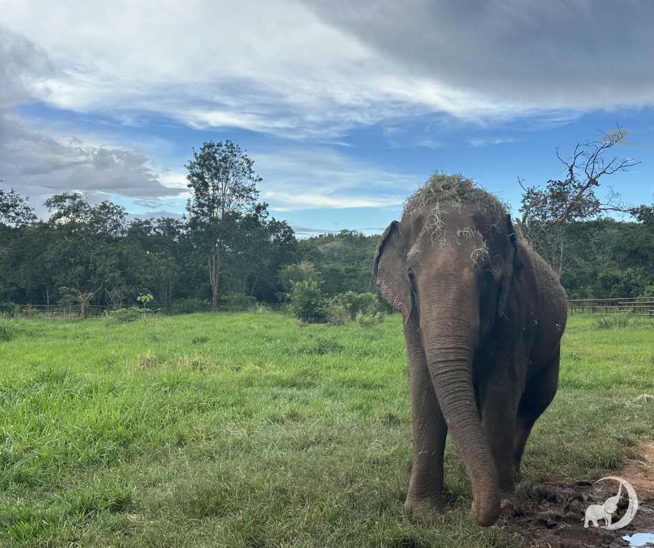 Female Asian elephant Rana faces forward with a pile of hay atop her head