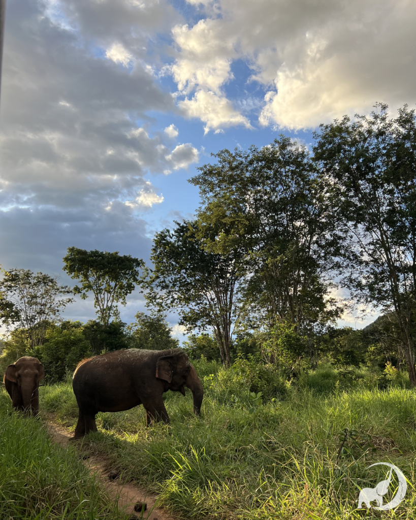 Female Asian elephants Maia and Bambi stand in a green field with trees in the background. 