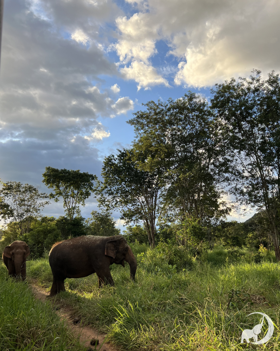 Female Asian elephants Maia and Bambi stand in a green field with trees in the background.