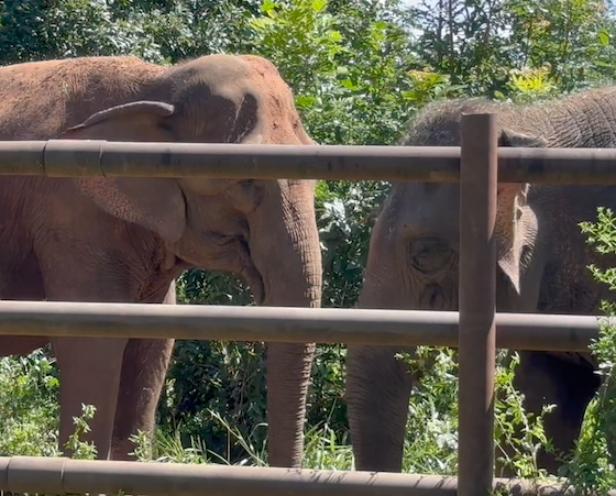 Two female Asian elephants stand behind a fence. Bambi is on the left and Guille is on the right.