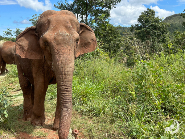 Female Asian elephant Bambi walks towars the camera with a line of bushes to her left