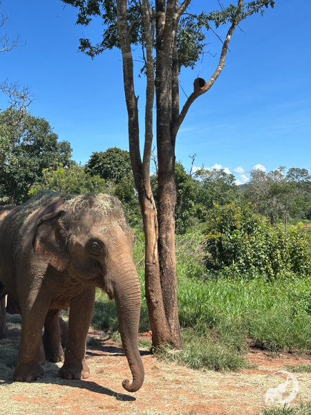 Female Asian elephant Guillermina stands to the left of a thin tree. She has hay on top of her head and is standing on a dirt road surrounded by green grass
