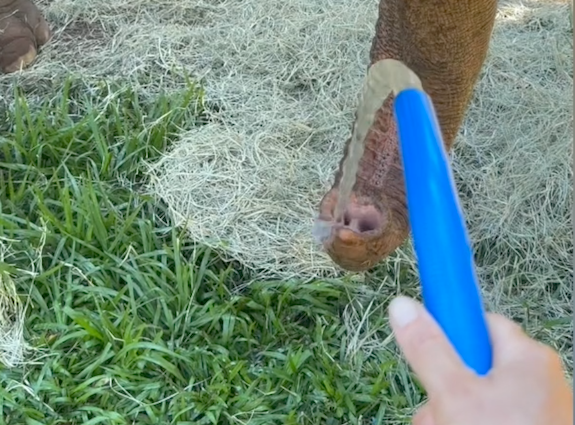 An elephant trunk is curled up with the nose upward. A blue hose fills the holes in the nose with water
